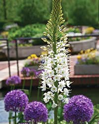 Himalayan Foxtail Lily