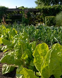 Lettuce June