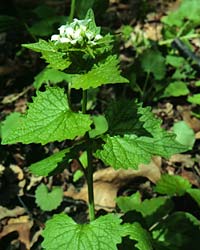 Garlic Mustard