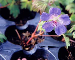 Rozanne Geranium