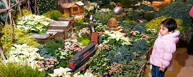 Wonderland Express