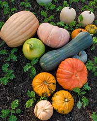 Gourds