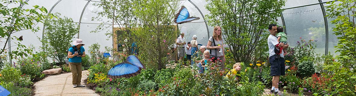 Butterflies & Blooms