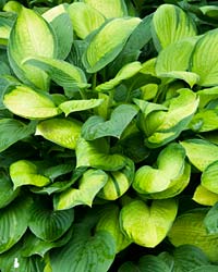 Hosta