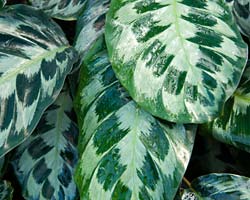 Houseplant December