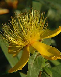 St. Johnswort