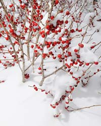 Winterberry