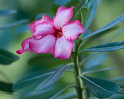 indoor plant Desert Rose
