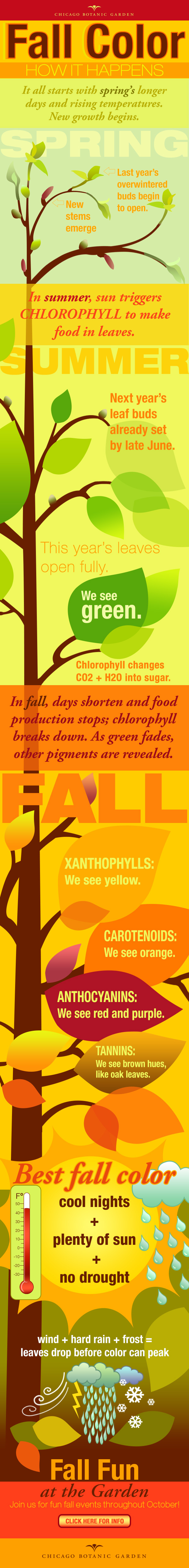 Infographic about Fall Color