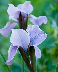 Iris