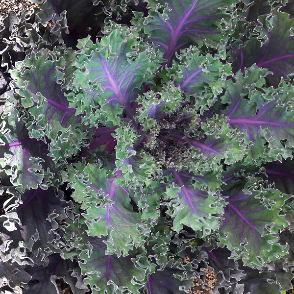 Brassica oleracea 'Purple Rain'