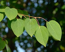 Katsura tree August