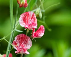 lathyrus odoratus 'America'