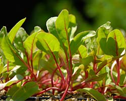 Young lettuce April