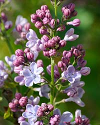 lilac