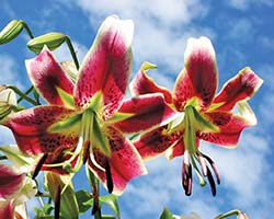 Scheherazade Lily 