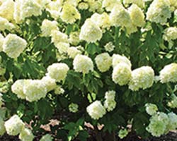 Limelight Panicle Hydrangea 