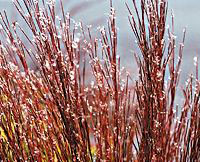 Little bluestem