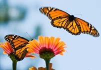 Monarch Butterfly