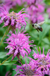 Monarda Prairie Gypsy Beebalm