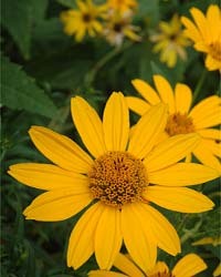 mum October