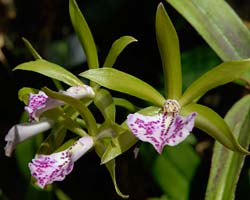 orchid November
