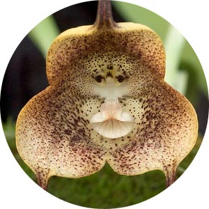 Centered circles of orchid orgasm