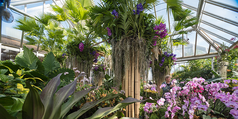 PHOTO: Orchid Show