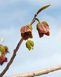 Pawpaw tree