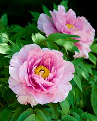 Peony