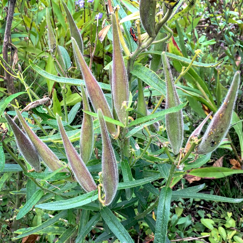 Butterfly Weed Seed Pods