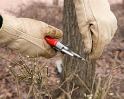 Pruning March