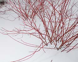 Redtwig dogwood December
