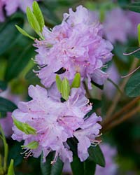 Rhododendron