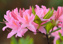 PHOTO: Rhododendron