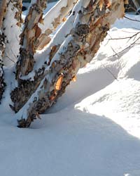 River birch in winter