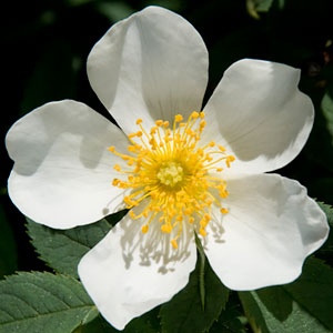 Alba Rose; White Rose of York