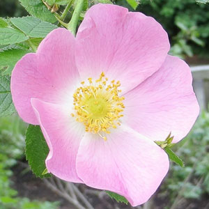 The ‘Sweet Briar’ or eglantine rose