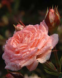 miniature rose