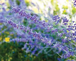 Russian Sage