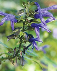 Blue Anise Sage