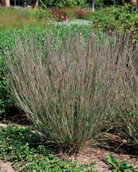 Little Bluestem