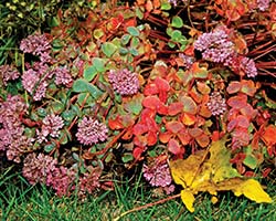 October Sedum