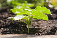 seedlings April