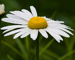 Shasta daisy