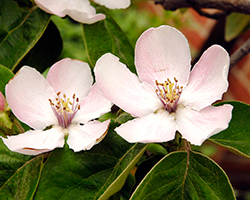 PHOTO: Smyrna quince flower blossoms.