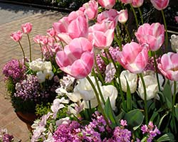 Spring Bulbs