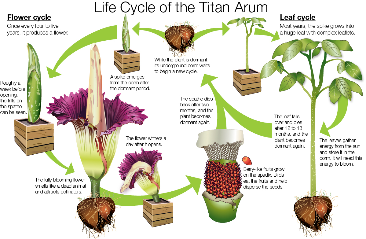 Illustration: The Life Cycle of the Titan Arum.
