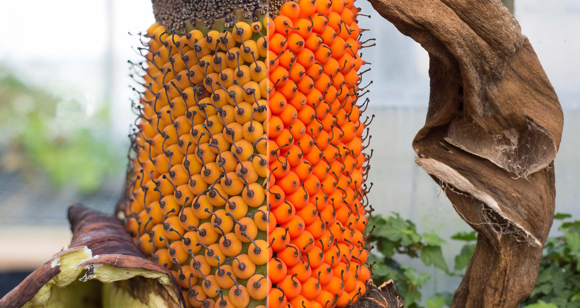 PHOTO: Amorphophallus fruit development over time.