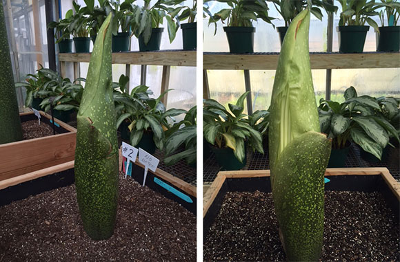 Sprout the Titan Arum (Amorphophallus titanum) on display.